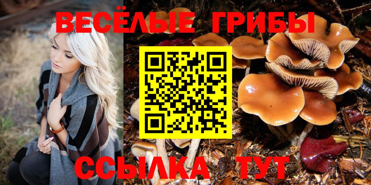 Галлюциногенные грибы Psilocybe Ростов-на-Дону